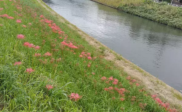 「「見かけても絶対触っちゃダメ!」 釣り場で見かける有毒&危険植物3選」の画像