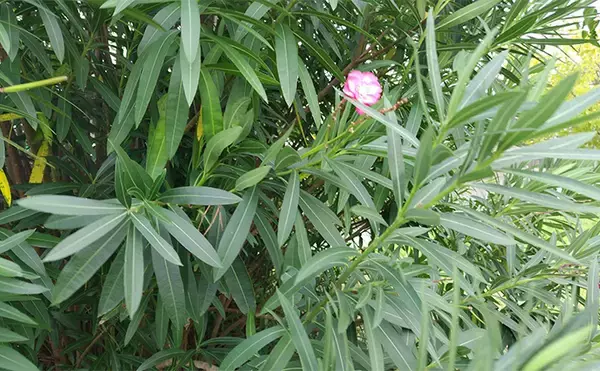 「「見かけても絶対触っちゃダメ!」 釣り場で見かける有毒&危険植物3選」の画像