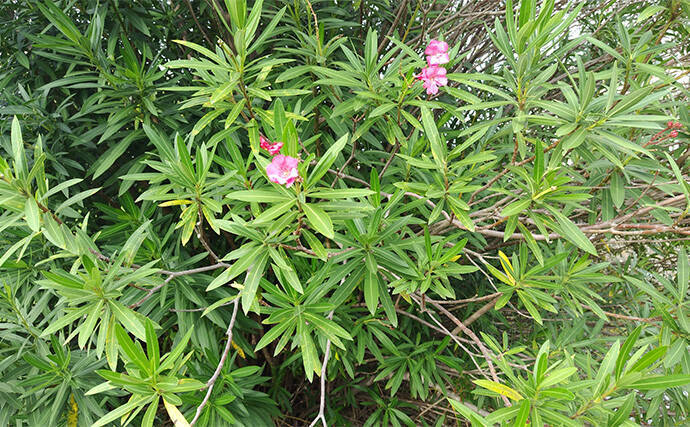 「見かけても絶対触っちゃダメ!」 釣り場で見かける有毒&危険植物3選