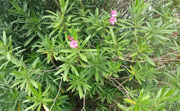 「「見かけても絶対触っちゃダメ!」 釣り場で見かける有毒&危険植物3選」の画像