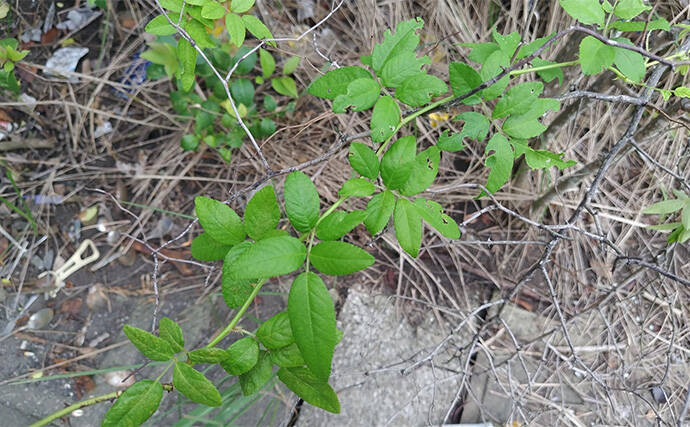 「見かけても絶対触っちゃダメ!」 釣り場で見かける有毒&危険植物3選