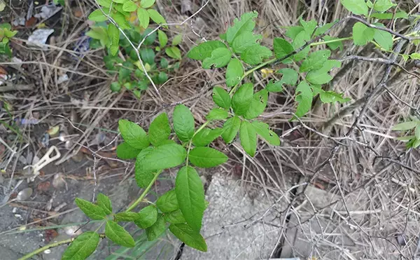 「「見かけても絶対触っちゃダメ!」 釣り場で見かける有毒&危険植物3選」の画像
