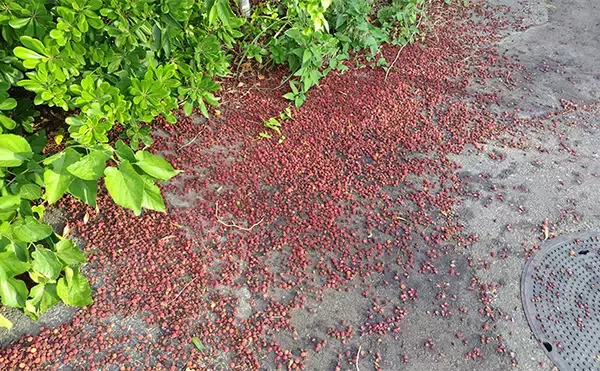 「「見かけても絶対触っちゃダメ!」 釣り場で見かける有毒&危険植物3選」の画像