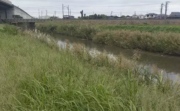「「見かけても絶対触っちゃダメ!」 釣り場で見かける有毒&危険植物3選」の画像