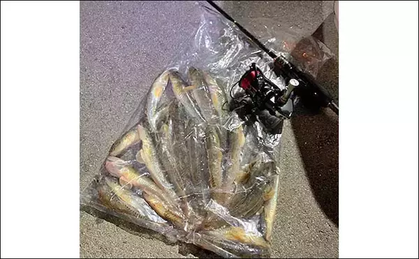 「「最大19cm含む20尾!」多々良川のハゼをハゼクラ&エサ釣り二刀流で攻略【福岡】」の画像