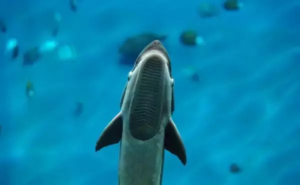 コバンザメの吸着力を利用して大型魚介を獲る 謎多き「コバンザメ漁」とは?