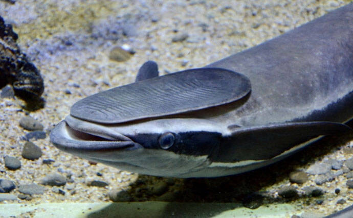 コバンザメの吸着力を利用して大型魚介を獲る 謎多き「コバンザメ漁」とは?