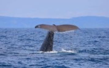 「クジラも身を守るために墨を吐く!」 墨の正体は暗赤褐色の糞便だった?