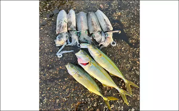 「ヤエン釣りでアオリイカ6杯をキャッチ【茂原人工海水浴場】ゲストに青物もヒット」の画像