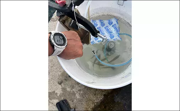 「ヤエン釣りでアオリイカ6杯をキャッチ【茂原人工海水浴場】ゲストに青物もヒット」の画像