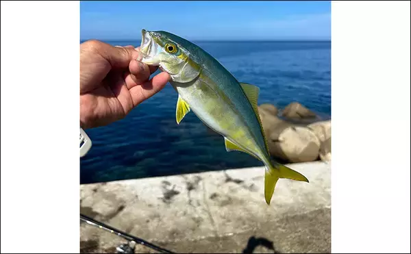 「ヤエン釣りでアオリイカ6杯をキャッチ【茂原人工海水浴場】ゲストに青物もヒット」の画像