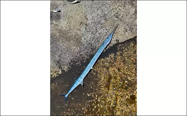 「ヤエン釣りでアオリイカ6杯をキャッチ【茂原人工海水浴場】ゲストに青物もヒット」の画像