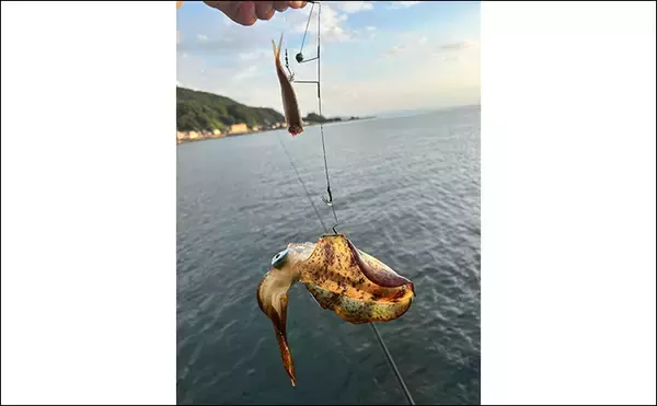 「ヤエン釣りでアオリイカ6杯をキャッチ【茂原人工海水浴場】ゲストに青物もヒット」の画像