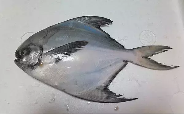 瀬戸内のカツオはまるでマンボウ? その正式名称は『マナガツオ』