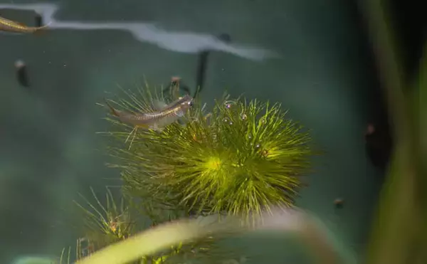 「ベランダのビオトープで「メダカ」が産卵! 水草に卵を産み付ける瞬間を目撃」の画像