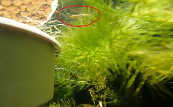 「ベランダのビオトープで「メダカ」が産卵! 水草に卵を産み付ける瞬間を目撃」の画像