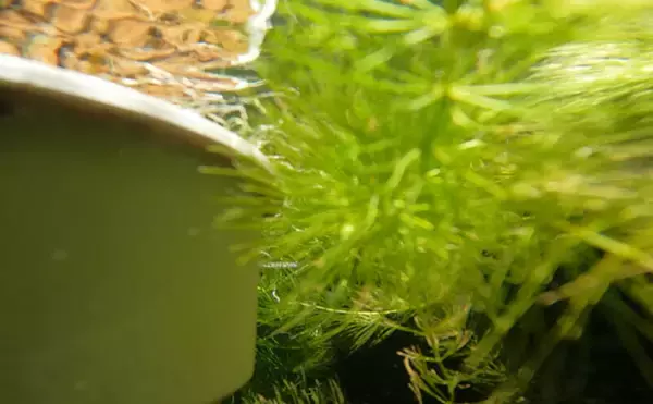 「ベランダのビオトープで「メダカ」が産卵! 水草に卵を産み付ける瞬間を目撃」の画像