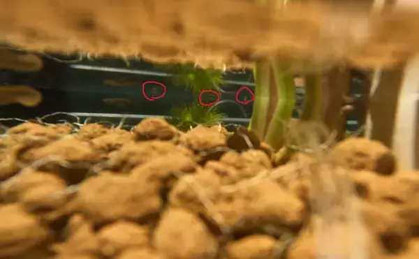 「ベランダのビオトープで「メダカ」が産卵! 水草に卵を産み付ける瞬間を目撃」の画像