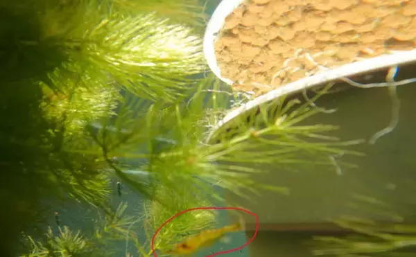 「ベランダのビオトープで「メダカ」が産卵! 水草に卵を産み付ける瞬間を目撃」の画像