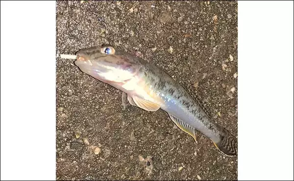 「揖斐川のナイトハゼ釣りで21匹キャッチ【三重】ゲストにセイゴやヒイラギもヒット」の画像