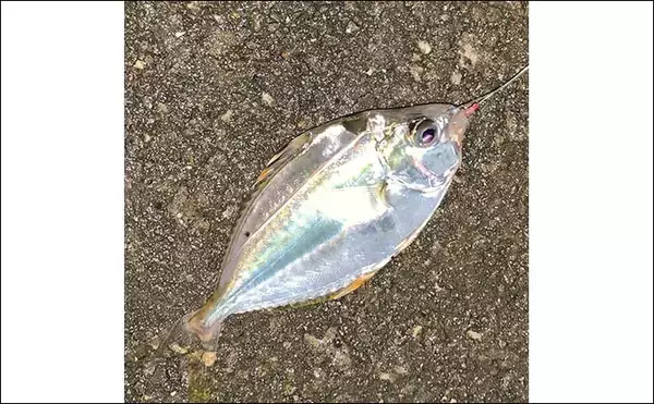 「揖斐川のナイトハゼ釣りで21匹キャッチ【三重】ゲストにセイゴやヒイラギもヒット」の画像