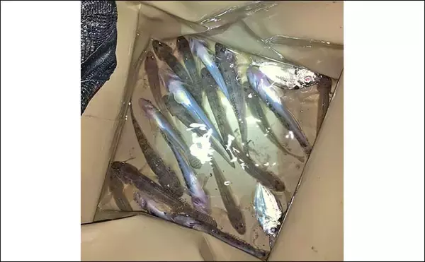 「揖斐川のナイトハゼ釣りで21匹キャッチ【三重】ゲストにセイゴやヒイラギもヒット」の画像