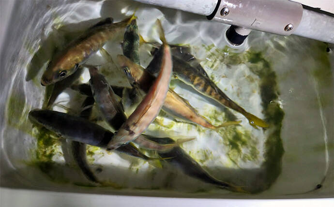 ボートアジングで27cm頭に良型アジ入れ食い!【北九州】軽量ジグヘッドと小型ワームが的中