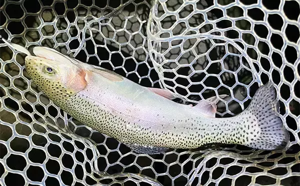 「エリアトラウトのナイター釣行を3色のカラーだけで攻略してみた【神奈川】」の画像