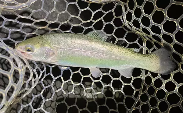 「エリアトラウトのナイター釣行を3色のカラーだけで攻略してみた【神奈川】」の画像