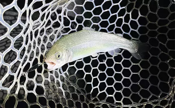 「エリアトラウトのナイター釣行を3色のカラーだけで攻略してみた【神奈川】」の画像