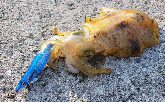 「秋イカシーズン到来!」佐多岬の実釣で学ぶ初心者向けエギング基本講座【鹿児島】