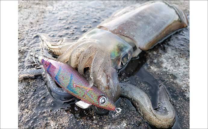 「秋イカシーズン到来!」佐多岬の実釣で学ぶ初心者向けエギング基本講座【鹿児島】