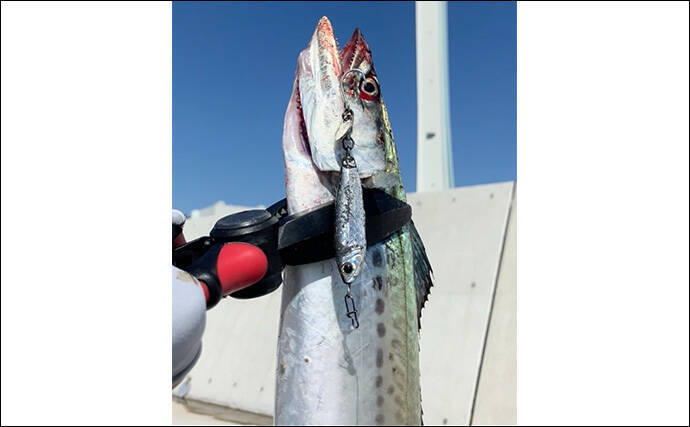 『大阪南港魚つり園』で連日サゴシ好調! ハマチも到来でいよいよ秋爆スタートか?