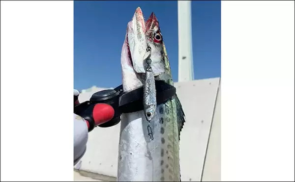 「『大阪南港魚つり園』で連日サゴシ好調! ハマチも到来でいよいよ秋爆スタートか?」の画像