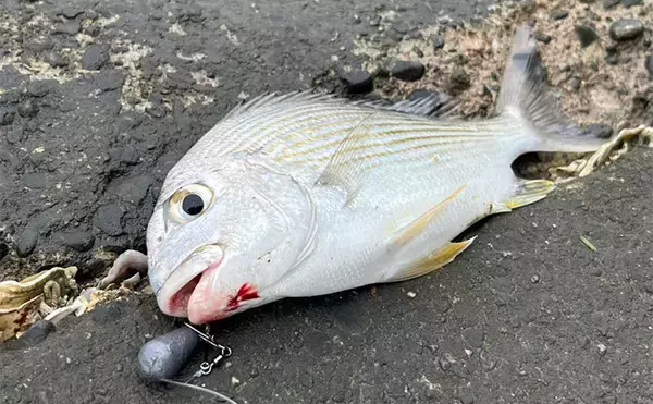 「冷凍アサリ+直リグ=アサリグ」でアタリ連発!【静岡】チヌにへダイをキャッチ成功