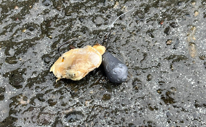 「冷凍アサリ+直リグ=アサリグ」でアタリ連発!【静岡】チヌにへダイをキャッチ成功