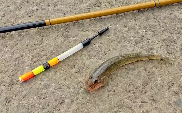 「名港貯木場のウキ釣りでハゼ25匹キャッチ!【愛知】セイゴ交じりで手応え十分」の画像