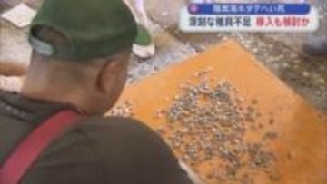 陸奥湾ホタテへい死 深刻な稚貝不足の恐れ 移入も検討