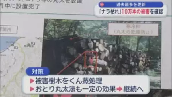 過去最多を更新 「ナラ枯れ」10万本の被害を確認