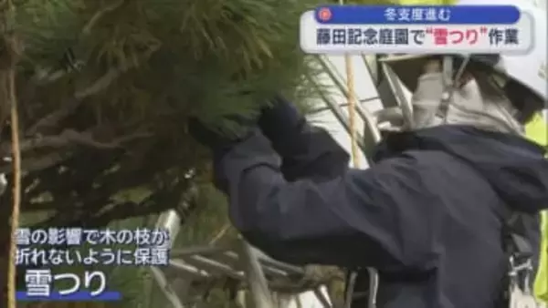 冬支度進む  藤田記念庭園で“雪つり”作業