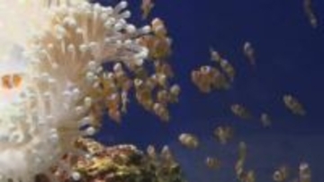 5年ぶりに誕生 「カクレクマノミ」の赤ちゃん しまね海洋館アクアス