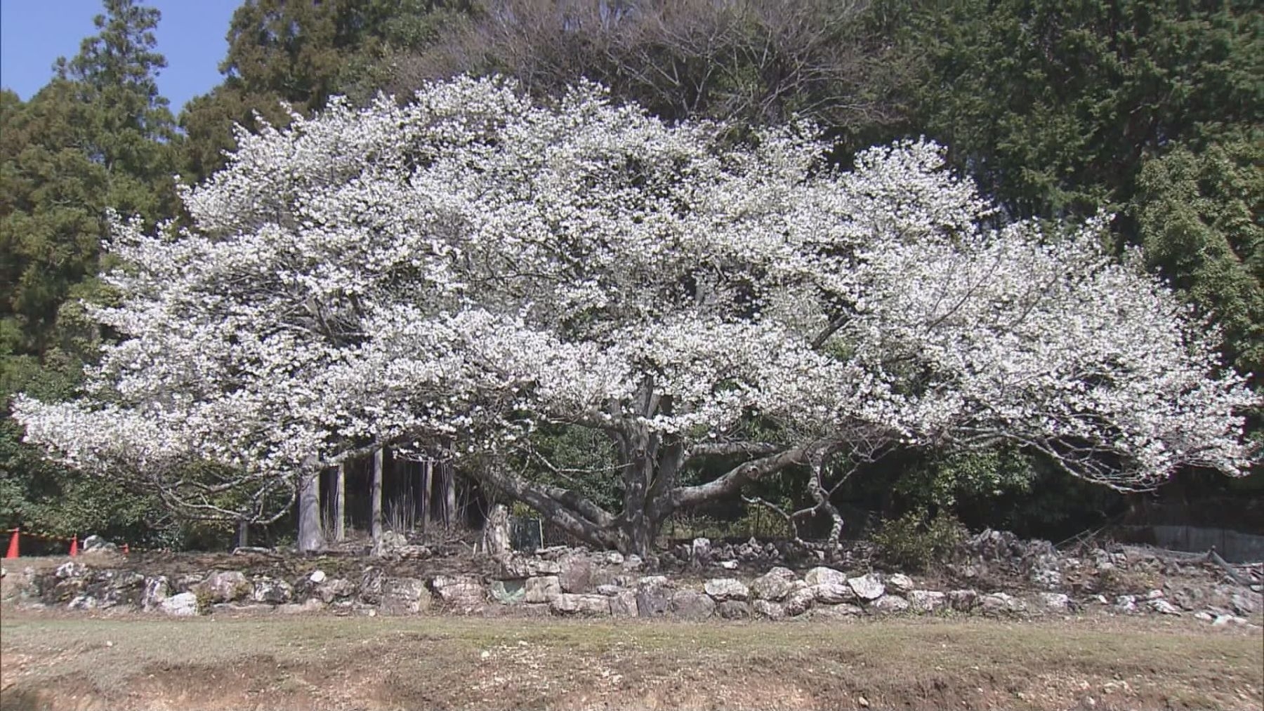 樹齢400年の桜 満開迎える