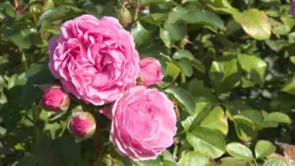 香り豊かな秋バラ7000株が見頃 千葉・八千代市の京成バラ園で11月下旬まで