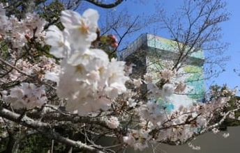 山口県内で桜が開花、昨年より7日遅く