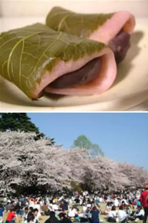 桜餅のお好みは道明寺？ それとも長命寺？