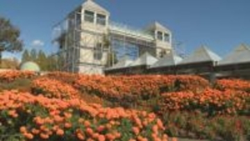 ぐんまフラワーパークプラス マリーゴールドなど秋彩る花が見頃 群馬・前橋市