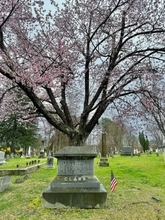 クラーク博士の墓に「絆の桜」　札幌黄の生みの親、ブルックス氏由来か　