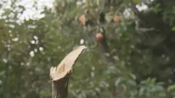 安佐南区沼田町でクマ痕跡見つかる カキの木折られ爪痕など 広島