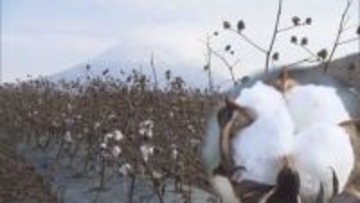 【道内初】雪みたいにふわふわ 日本最北の綿花・コットン露地栽培に成功 北海道ニセコ町の農家が初収穫