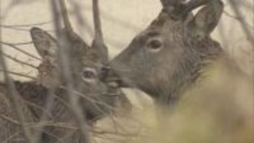 住宅街にシカ2頭 近くには小学校や病院も スポーツ施設の敷地内に居座り警戒続く 札幌・東区